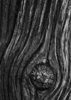 Old Tree - Back Cover