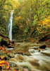 Forest Waterfall - Back Cover