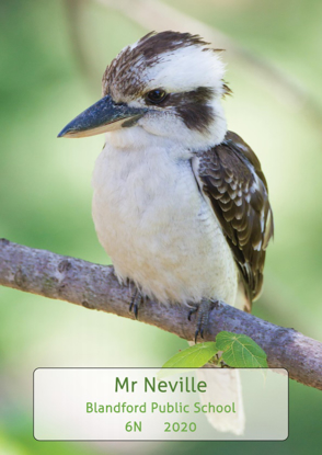 Kookaburra - Front Cover