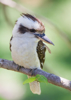Kookaburra - Back Cover