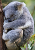 Koala - Back Cover