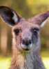 Kangaroo - Back Cover