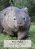 Wombat - Front Cover