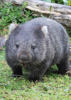 Wombat - Back Cover