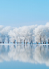 Winter Trees - Back Cover