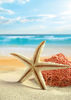 Starfish - Back Cover