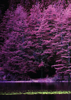 Purple Woods - BackCover