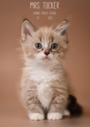 Front Cover - Kitten