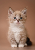 Back Cover - Kitten