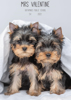 Front Cover - Puppies