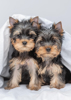 Back Cover - Puppies